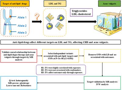 Repurposing lipid-lowering drugs as potential treatment for acne vulgaris: a Mendelian randomization study